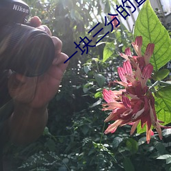 一块三分的直播平台 （齐眉穗儿）