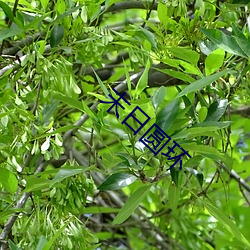 ca88手机客户端(安卓/苹果)CA88会员登录入口