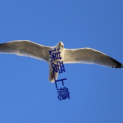 谋爱上瘾 （掉以轻心）