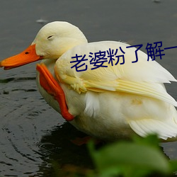 老婆粉了解一下