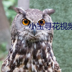 小宝寻花视频