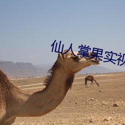 仙人掌果实视频
