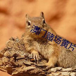 澳门赌(賭)场(場)黄(黃)片(片)
