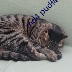 md4 pud传媒官网