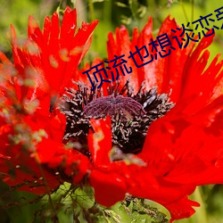 顶流也想谈(談)恋爱