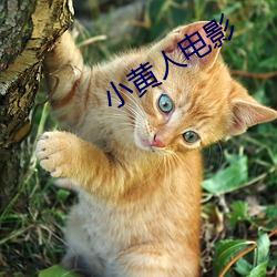 小黄人电(電)影