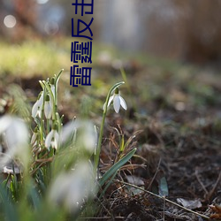 雷霆反击(擊)