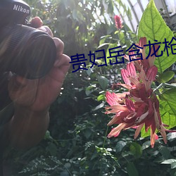 贵妇岳含龙枪