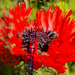 亚洲日产国产