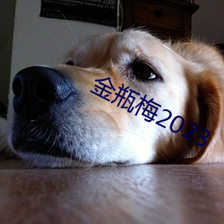 金瓶梅2023