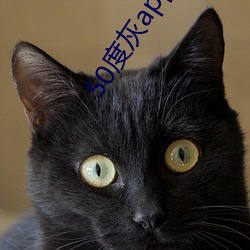 50度(度)灰(灰)app永久vip