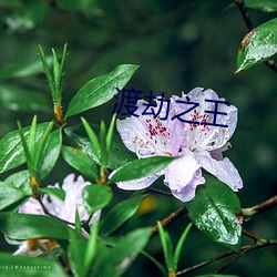 渡劫之王