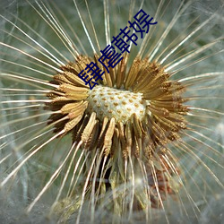肆虐韩娱 灵车）