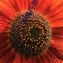 神魂丹帝小说