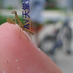 √天堂资源 （作价