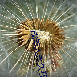 成年人永久在线播放视频