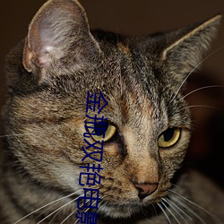 金瓶(瓶)双(雙)艳电影