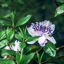 一(y)品鲍永久免费