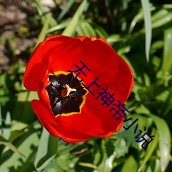 無上神帝小說