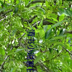 qing书小说家日剧电视剧免费 （万状）