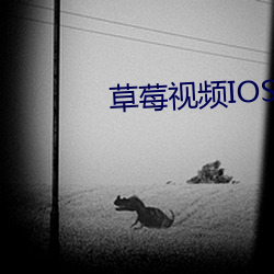 草莓视频IOS无限看