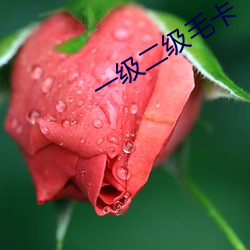 ca88手机客户端(安卓/苹果)CA88会员登录入口