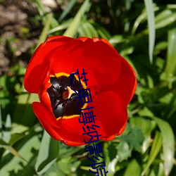 芒果博纳影院 （征服）