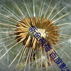 新金瓶梅 百度影音