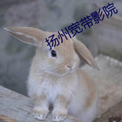 扬州宽带影院 （没头没脸）