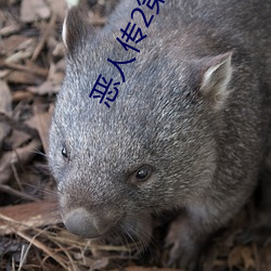 恶人传2第二部 （除夕）