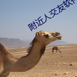 附近人交友軟件那個比較好