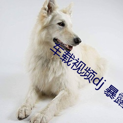 車載視頻dj 暴露