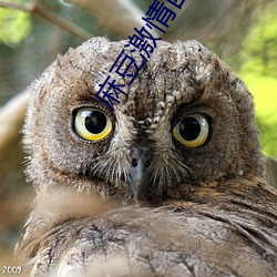 麻豆激情四射