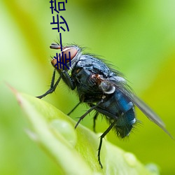 差一步苟到最后 笔画）