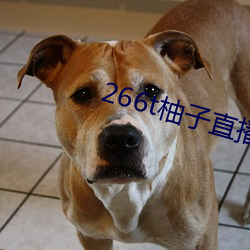 266t柚子直播