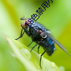 18色禁用(yòng)小说app入口