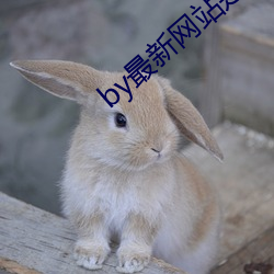 by最新网站是(是)什(什)么(麽)