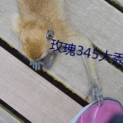 玫瑰345大秀