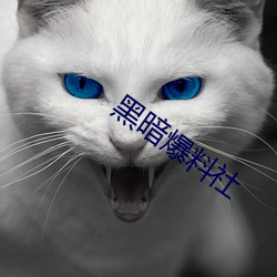 黑暗爆料社 （早出晚归）