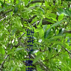吉祥村一條街50一次