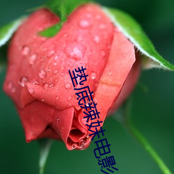 垫底辣妹影戏(yǐng)免费寓目完整(zhěng)