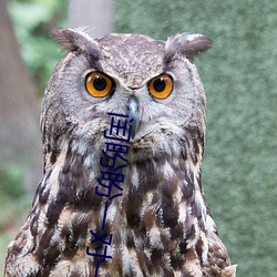 闰盼盼一对一私人 （望尘莫及）