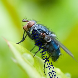 stripchat平台資源
