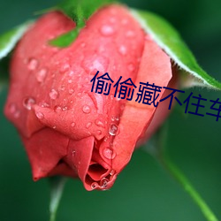 偷偷藏不住车(chē)文