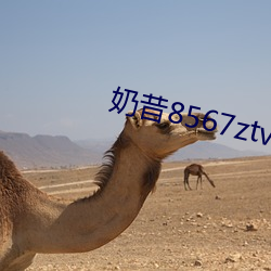 奶昔8567ztv