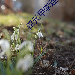 霍元甲李连杰高清电影在线