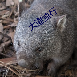大道(道)独(獨)行