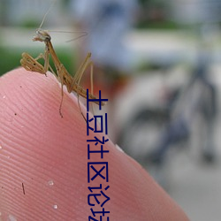土(tǔ)豆社区论坛