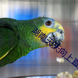 湖南天天向上直播
