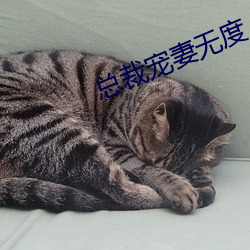 總裁寵妻無度